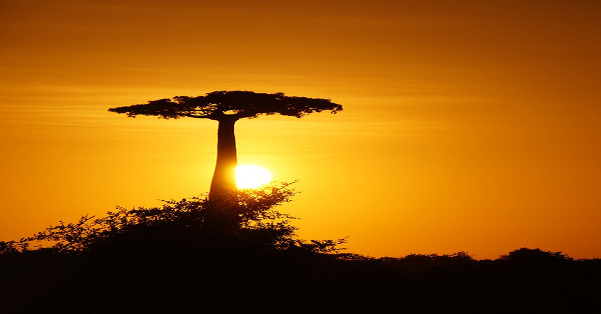 the giving tree. San Bao Qigong blog.