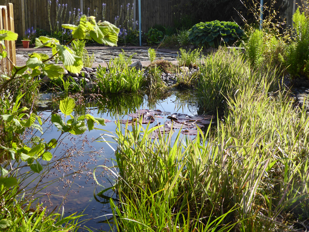 My garden musings at the pond. San Bao Qigong blog.