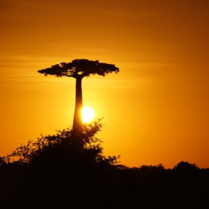 the giving tree