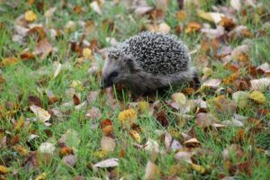 garden musings with a hedgehog