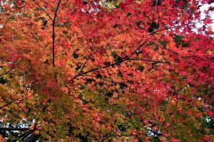 Seasonal Qigong using the Five Elements - Autumn.