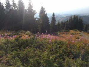 Seasonal Qigong using the Five Elements - Late Summer.