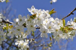 Seasonal Qigong using the Five Elements - Spring.