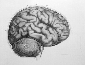 The Tao of Qigong - The Tao of the Yi - the cognitive brain